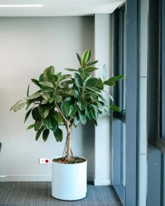 پارک سنتر فرمانیه |bilobaonline.com