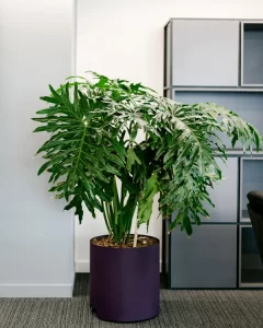 پارک سنتر فرمانیه |bilobaonline.com