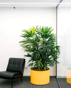 پارک سنتر فرمانیه |bilobaonline.com