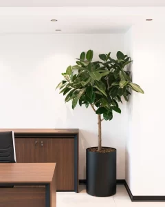 درریز ساختمان رایان ونک میدان شیخ بهایی | bilobaonline.com