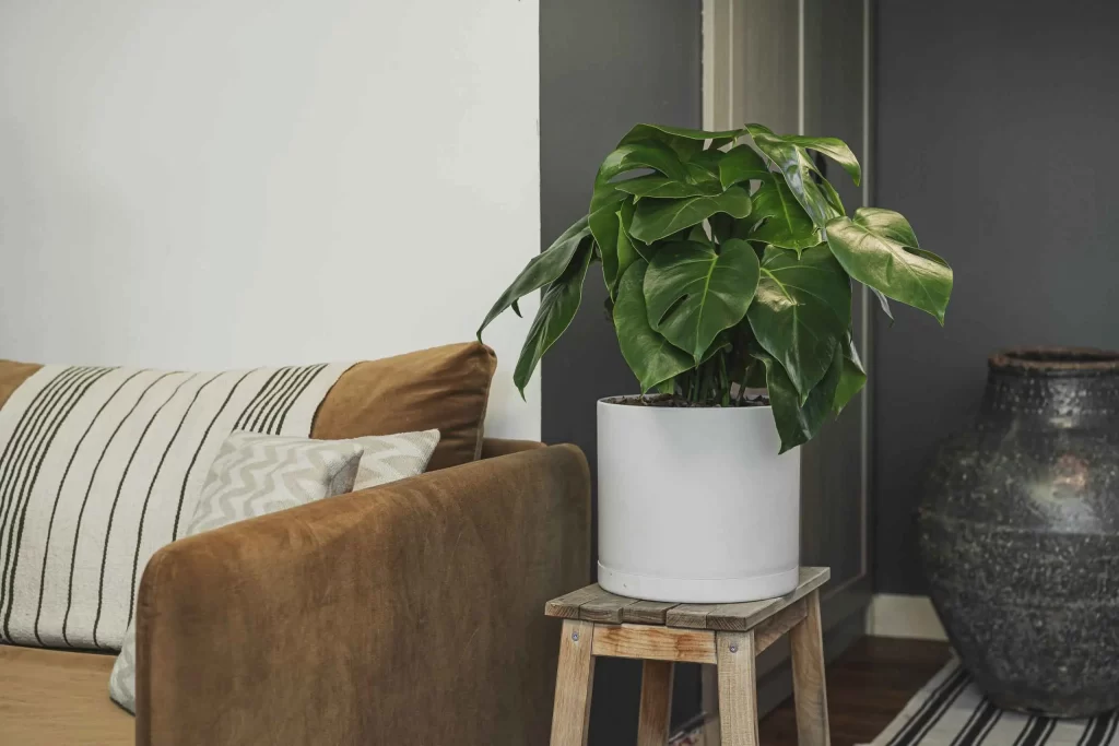 راهنمای جامع نگهداری گیاهان آپارتمانی | بیلوبا