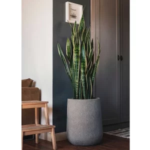 برای انتخاب گیاهان بزرگ آپارتمانی باید به چه مواردی توجه کنیم | مجله بیلوبا