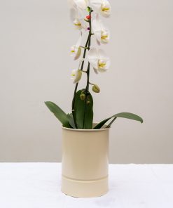 گل ارکیده اختصاصی