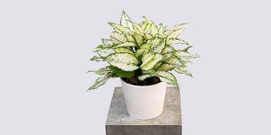 گل آگلوتما| گلخانه بیلوبا