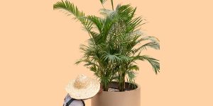 گل اریکا | گلخانه بیلوبا