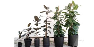 گل و گلدان فیکوس