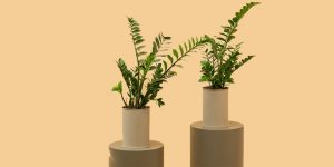 گل زاموفولیا | گلخانه بیلوبا